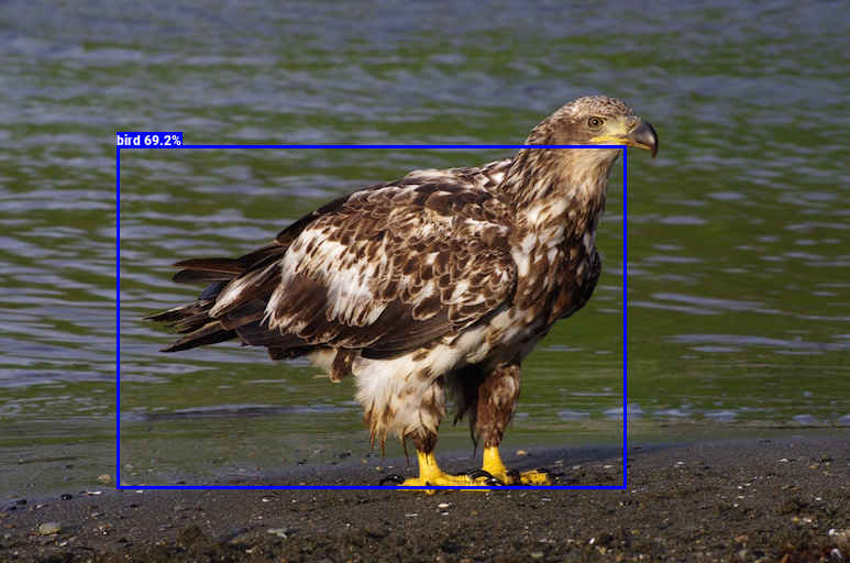 YOLOv3Tyny_output_eagle_s.jpg