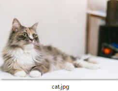 cat.jpg