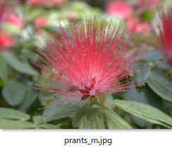 prants_m.jpg
