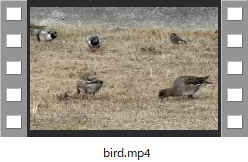 bird.mp4