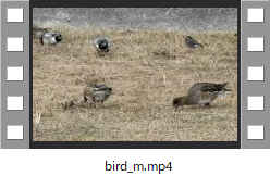 bird_m.mp4