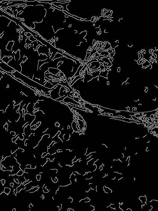 try_00300_m.jpg